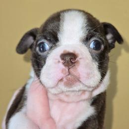 Grogu - Red female Boston Terrier puppy in Omaha, Illinois from Puppi Guppies