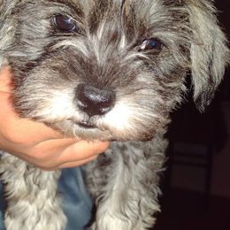 Miniature Schnauzers from Kelly's Miniature Schnauzers