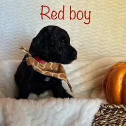 Goldendoodle Puppies from Jaymie's Doodles