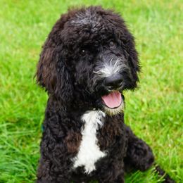 Aussiedoodle Puppies from Vesbach Doodle Valley Farm