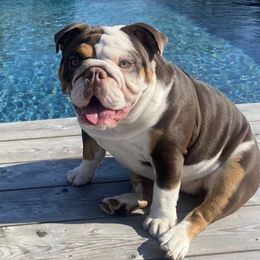 Bulldogs and French Bulldogs from Ranch Bulldogs
