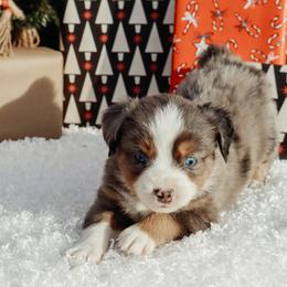 Merle 3 - Blue merle male Miniature Australian Shepherd puppy in Perry, Arkansas from Jones ASDR Registered Toy / Mini Aussies