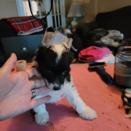 Half Past Midnight - White and black Chinese Crested puppy in Savannah, Georgia from Dragonwing Kennel