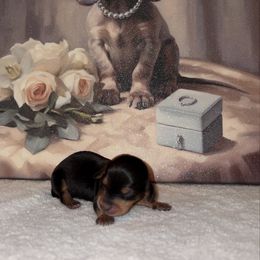 Girl 1 - Black and tan female Dachshund puppy in Saint Paul, Minnesota from Vibrant Eyes Doxies