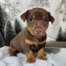 Piglet - Chocolate and white male Teddy Roosevelt Terrier puppy in Claremore, Oklahoma from Travelin' Man Terriers
