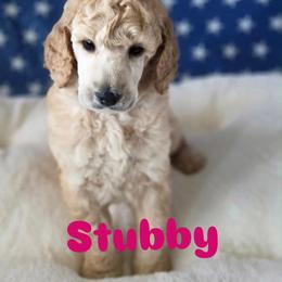 Stubby - Apricot male Poodle puppy in Lake Charles, Louisiana from Cypress Bayou Poodles