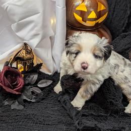 Praline - Blue merle female Miniature Australian Shepherd puppy in Douglasville, Georgia from Laurie's Miniature Australian Shepherds