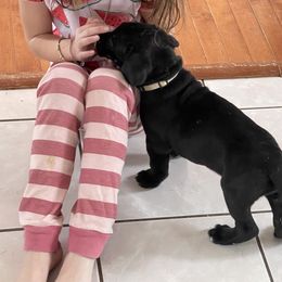Boerboel and Cane Corso Puppies from DeCola’s Mastiff Paws