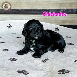 Chickadee - Black female Bernedoodle puppy in Banner Elk, North Carolina from Walnut Tree Bernedoodles