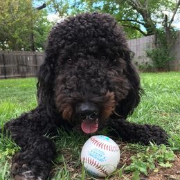 Goldendoodles, Golden Retrievers, and Poodles from Down Home Doodles