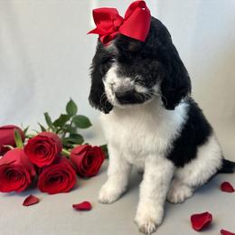 Nellie - Parti female Goldendoodle puppy in Prosperity, Pennsylvania from Stelladoodles & Company