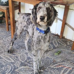 Visty June - Poodle