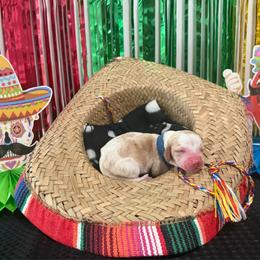 Mateo- dark blue - Red and white male Basset Hound puppy in Park City, Kansas from Stegmans Basset Hounds