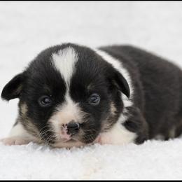Bear - Black and tan male American Corgi puppy in Scio, Oregon from Abundant Joy Corgis