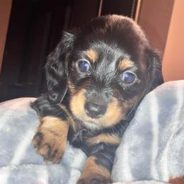 Girl 1 - female Dachshund puppy in Tacoma, Washington from Jeffrey's Dachshunds