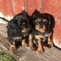 Cavalier King Charles Spaniel Puppies from Ikkes Cavaliers