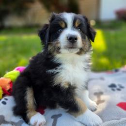 Bowie - Black tri male Miniature American Shepherd puppy in Kalama, Washington from Lone Pine Miniature American Shepherds