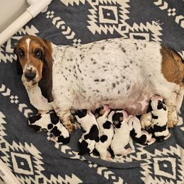 B2 - White black and red male Basset Hound puppy in Greenleaf, Idaho from Happy Acre Bassets
