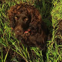 Boykin Spaniel Puppies from Cavern Kennels