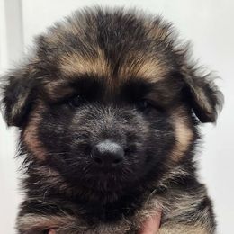 Boy 2 - Black and tan German Shepherd puppy in Ocala, Florida from Guardian Shepherds