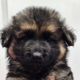 Boy 2 - Black and tan German Shepherd puppy in Ocala, Florida from Guardian Shepherds