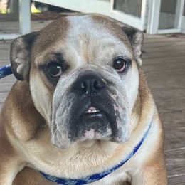 Quinn - Bulldog