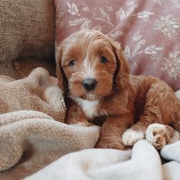 Mocha - Apricot female Goldendoodle puppy in Atlanta, Georgia from Cedarcrest Goldendoodles