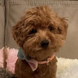 Prissy - Poodle