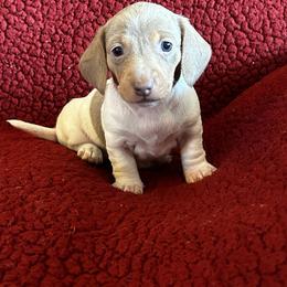 Isabella Pie Girl - Fawn (isabella) and tan female Dachshund puppy in Giddings, Texas from Big Dream Acres