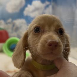 Chocolate Based Longhair Cream Male (light green collar) - Cream male Dachshund puppy in Killeen, Texas from Southern Dachshunds