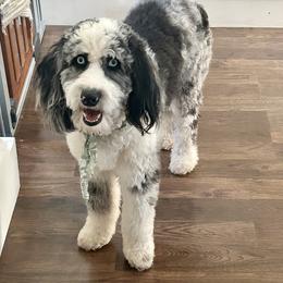 Aussiedoodle and Australian Shepherd Puppies from Junipersdoodles