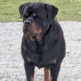 Rottweiler puppies from White Haus Rottweilers