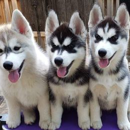 Siberian Husky Puppies from Trish's Siberians