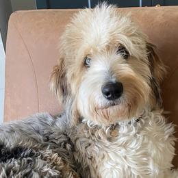 Aussiedoodles, Cavalier King Charles Spaniels, and Cavapoos from Carolina Doodles & Co.