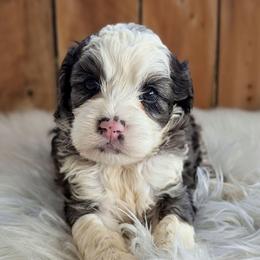 Izzy - Merle female Cockapoo puppy in Salt Lake City, Utah from Utah Cocker Spaniels