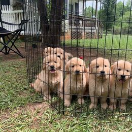 Golden Retriever Puppies from Liberty LionsWatch Goldens and Havanese