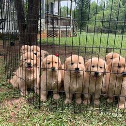 Golden Retriever Puppies from Liberty LionsWatch Goldens and Havanese