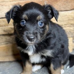 Bonfire - Black tri female Toy Australian Shepherd puppy in Mc Lean, Illinois from Kickapoo Creek Toy & Mini Aussies