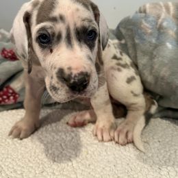 Benedict - Harlequin male Great Dane puppy in Hutchinson, Kansas from Dappled Danes