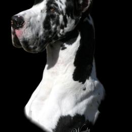 Ringo - Great Dane