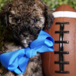 Grey Boy - Black male Poodle puppy in Las Vegas, Nevada from Plush Toy Poodle Puppies & Pals