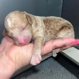 Boy 3 - Cream male Poodle puppy in Calimesa, California from Teakwoodpoodleofsocal
