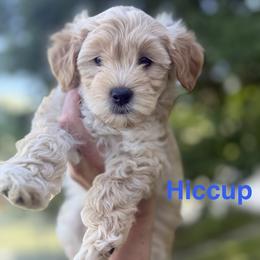 Hiccup - Apricot male Goldendoodle puppy in Layton, Utah from Gracious Doodle Dogs