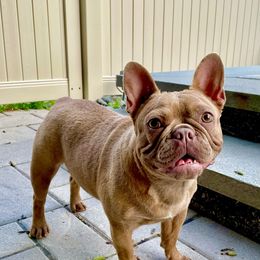 Penny - French Bulldog
