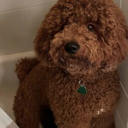 Cavapoo, Goldendoodle, and Poodle All Grown Up from Dlm_doodles