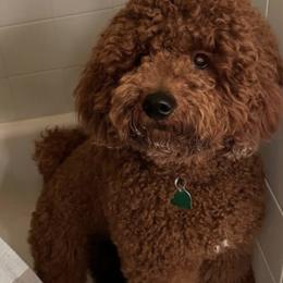 Cavapoo, Goldendoodle, and Poodle All Grown Up from Dlm_doodles