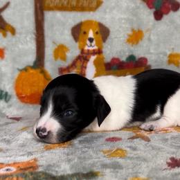 Oreo - Piebald male Dachshund puppy in Poteau, Oklahoma from Sisters Dazzling Dachshunds
