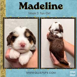 Madeline (Tan girl) - Tri-color female Bernedoodle puppy in Boiling Springs, South Carolina from OlliePups, LLC