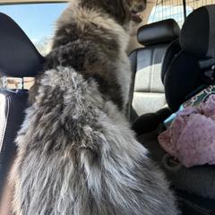 Blizzard - Colorado Mountain Dog