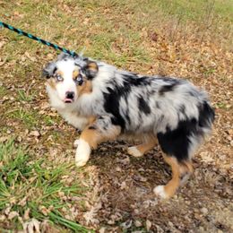 Shoey - Australian Shepherd